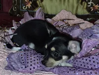 Roxie, a female Chihuahua for sale in Loxley, AL – 3 of 5