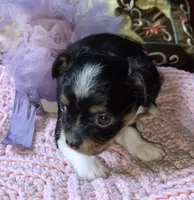 Gigi, a female Chihuahua for sale in Loxley, AL – 2 of 3