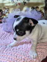 Bella, a female Chihuahua for sale in Loxley, AL – 4 of 5