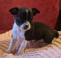 Shelly, a female Chihuahua for sale in Loxley, AL – 2 of 5