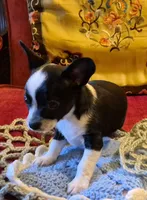 Max, a male Chihuahua for sale in Loxley, AL – 2 of 3