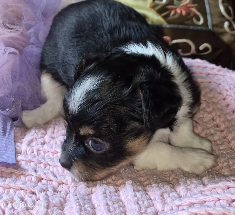 Gigi – Chihuahua puppy for sale in Loxley, AL