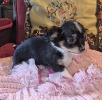 Pepper, a female Chihuahua for sale in Loxley, AL – 3 of 4