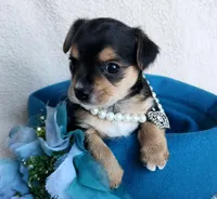 Chorkie, a male Chorkie for sale in Loxley, AL – Photo 3 of 4