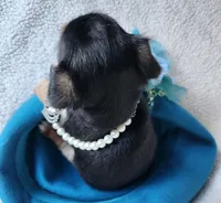 Chorkie, a male Chorkie for sale in Loxley, AL – Photo 2 of 4