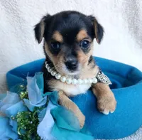 Chorkie, a male Chorkie for sale in Loxley, AL – Photo 4 of 4