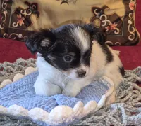 Oreo, a male Chihuahua for sale in Loxley, AL – 4 of 5