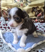 Blue-boy, a male Chihuahua for sale in Loxley, AL – 2 of 5