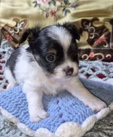 Oreo, a male Chihuahua for sale in Loxley, AL – 5 of 5