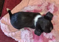 Pepper, a female Chihuahua for sale in Loxley, AL – 4 of 4