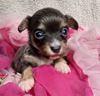 Indigo, a female Chihuahua for sale in Loxley, AL – Photo 2 of 3