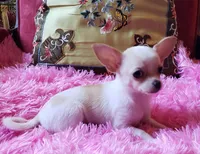 Candi, a female Chihuahua for sale in Loxley, AL – Photo 3 of 3
