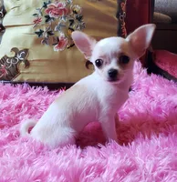 Candi, a female Chihuahua for sale in Loxley, AL – Photo 2 of 3