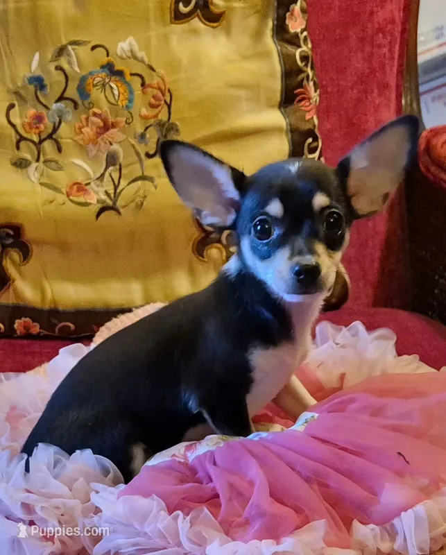 Candy – Chihuahua puppy for sale in Loxley, AL