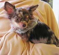 Shadow, a male Chihuahua for sale in Loxley, AL – Photo 2 of 4