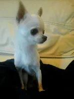 Shadow, a male Chihuahua for sale in Loxley, AL – Photo 4 of 4