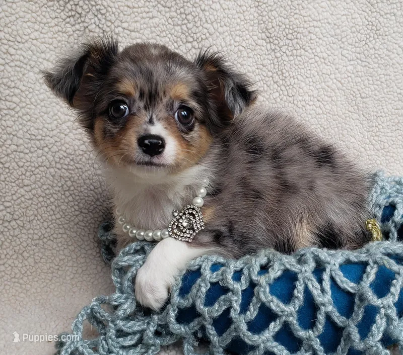 Shadow, a male Chihuahua for sale in Loxley, AL – Photo 1 of 4