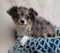 Shadow, a male Chihuahua for sale in Loxley, AL – Photo 1 of 4