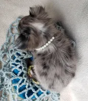 Shadow, a male Chihuahua for sale in Loxley, AL – Photo 3 of 4