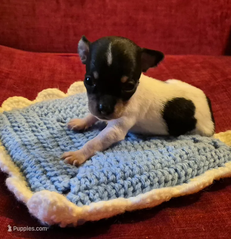 Sparky – Chihuahua puppy for sale in Loxley, AL