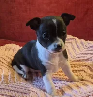 Shelly, a female Chihuahua for sale in Loxley, AL – 3 of 5