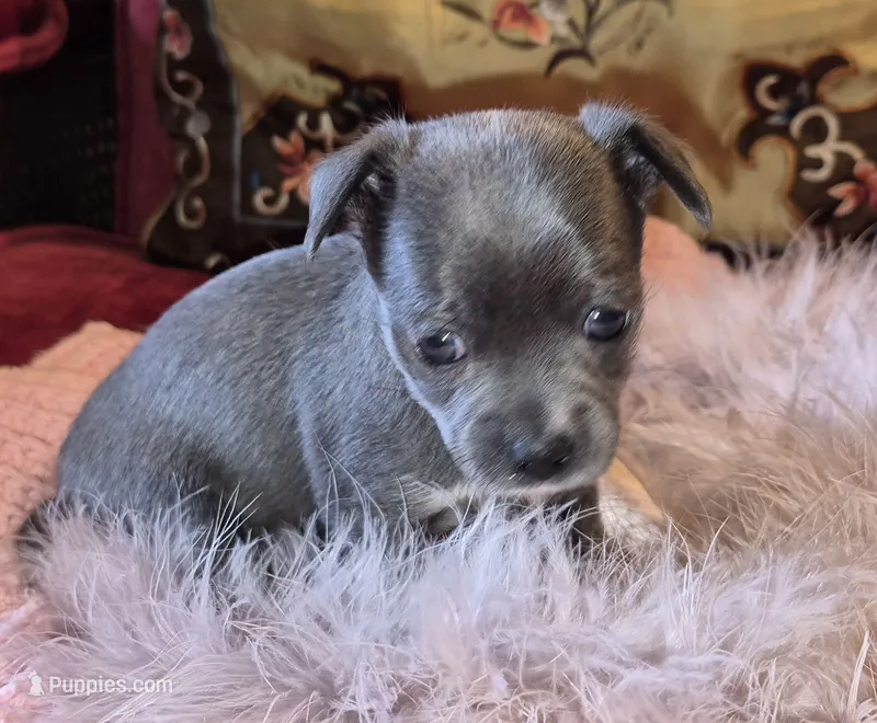 LadyBlue – Chihuahua puppy for sale in Loxley, AL