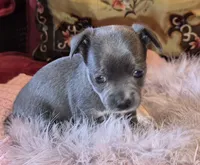 LadyBlue, a female Chihuahua for sale in Loxley, AL – 1 of 6