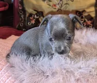 LadyBlue, a female Chihuahua for sale in Loxley, AL – 2 of 6
