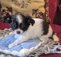 Oreo, a male Chihuahua for sale in Loxley, AL – 1 of 5