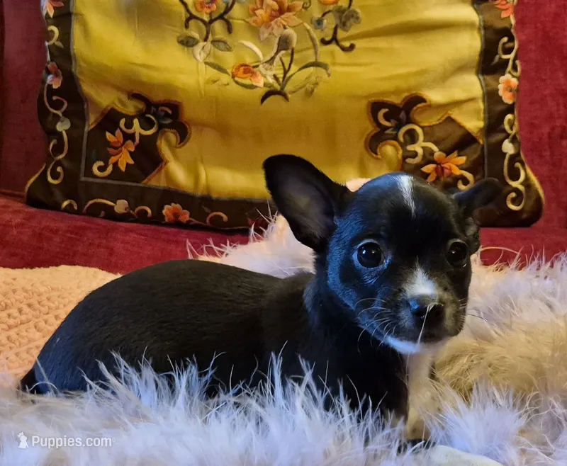 Pepper – Chihuahua puppy for sale in Loxley, AL