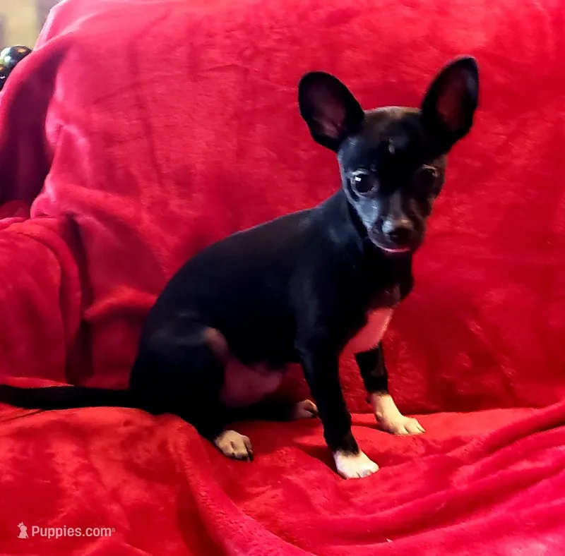 Buddy – Chihuahua puppy for sale in Loxley, AL