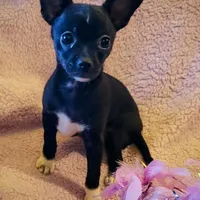 Buddy, a male Chihuahua for sale in Loxley, AL – Photo 2 of 4