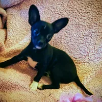 Buddy, a male Chihuahua for sale in Loxley, AL – Photo 3 of 4