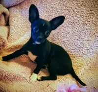 Buddy, a male Chihuahua for sale in Loxley, AL – Photo 3 of 4