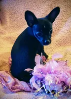 Buddy, a male Chihuahua for sale in Loxley, AL – Photo 4 of 4