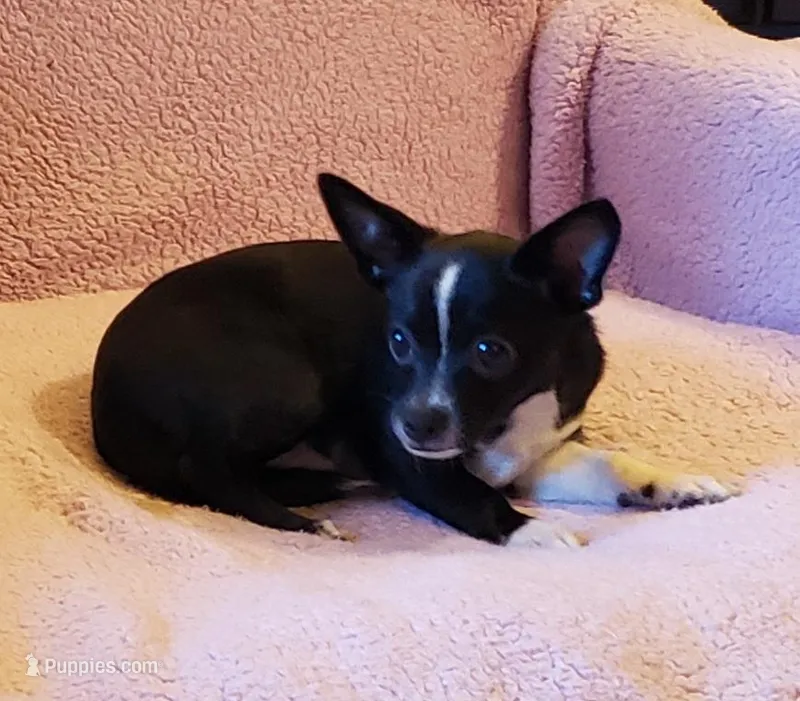 Buddy – Chihuahua puppy for sale in Loxley, AL