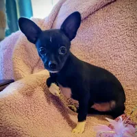 Buddy, a male Chihuahua for sale in Loxley, AL – Photo 1 of 4