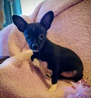 Buddy, a male Chihuahua for sale in Loxley, AL – Photo 1 of 4