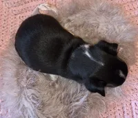 Black Beauty, a female Chihuahua for sale in Loxley, AL – 3 of 3