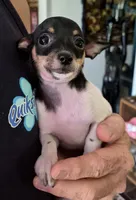 Rocket, a female Chihuahua for sale in Loxley, AL – 3 of 4