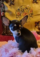 Roxie, a female Chihuahua for sale in Loxley, AL – 3 of 4