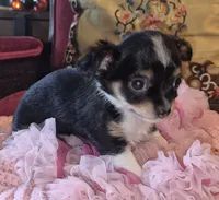 Pepper, a female Chihuahua for sale in Loxley, AL – 2 of 4