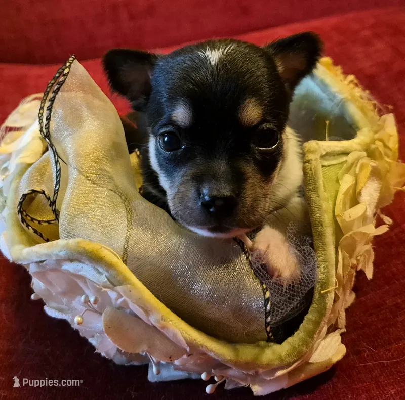 Gizmo – Chihuahua puppy for sale in Loxley, AL