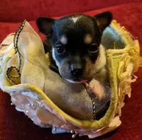 Gizmo, a female Chihuahua for sale in Loxley, AL – 1 of 4