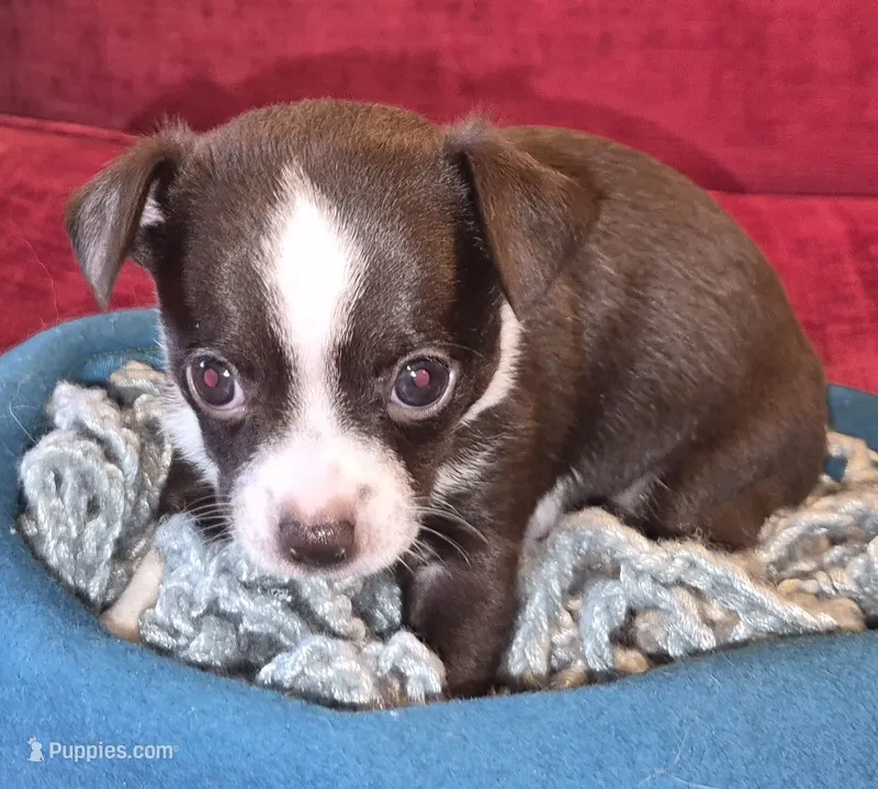 Gus – Chihuahua puppy for sale in Loxley, AL