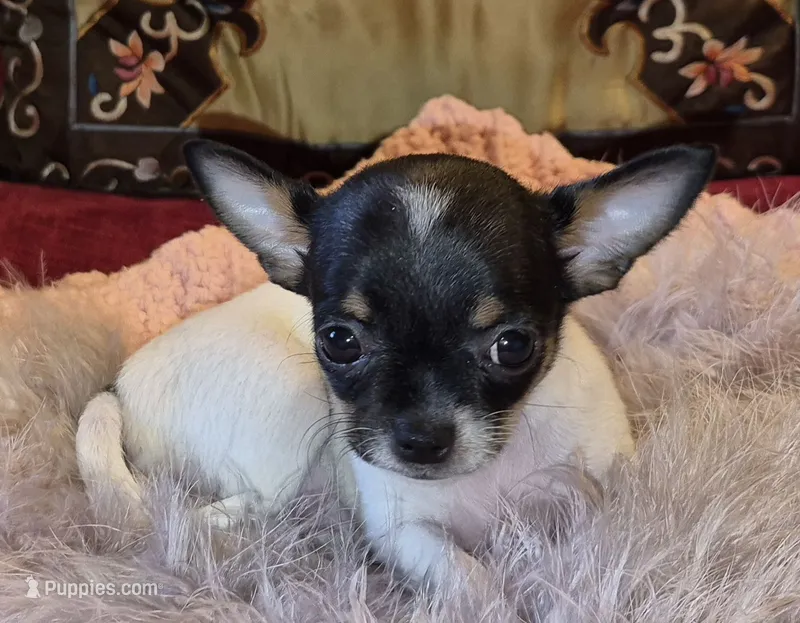 Sweetie – Chihuahua puppy for sale in Loxley, AL