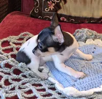 Sparky, a male Chihuahua for sale in Loxley, AL – 4 of 5
