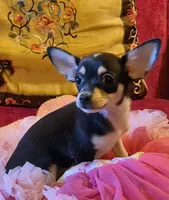Roxie, a female Chihuahua for sale in Loxley, AL – 2 of 4