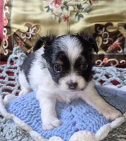 Oreo, a male Chihuahua for sale in Loxley, AL – 3 of 5