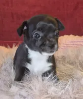 Little Bit, a female Chihuahua for sale in Loxley, AL – 4 of 5